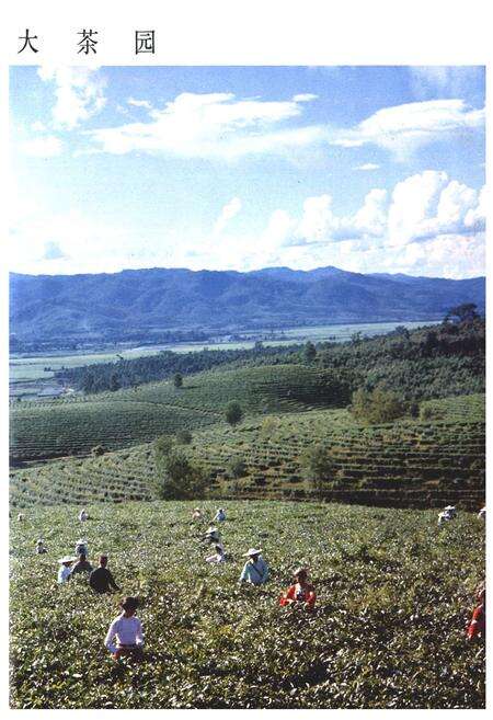 《云南省茶叶进出口公司志(1938-1990年)》.pdf_云南省志预览图4