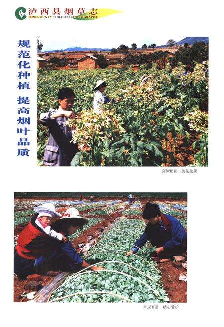 《《云南省卢西县烟草志》》.pdf_云南省志预览图5