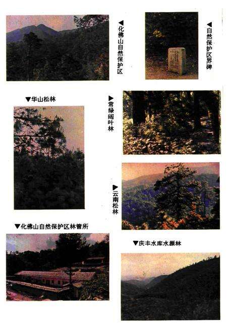 《《牟定县林业志》》.pdf_云南省志预览图5