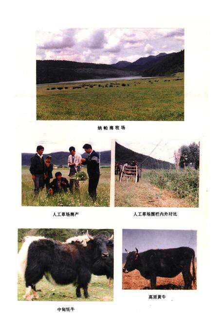 《迪庆藏族自治州畜牧志》.pdf_云南省志预览图5