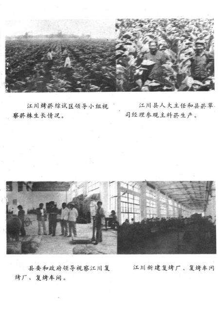 《江川烤菸志》.pdf_云南省志预览图3
