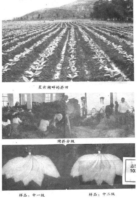 《江川烤菸志》.pdf_云南省志预览图4
