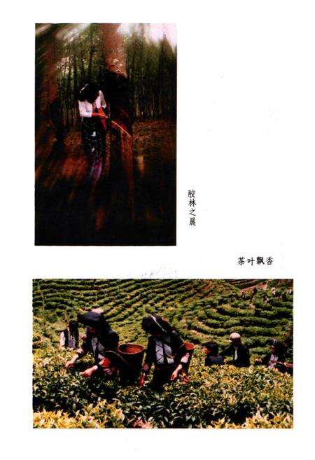 《金平民族志》.pdf_云南省志预览图4