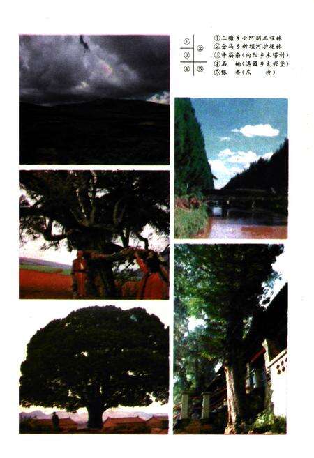 《泸西县林业志》.pdf_云南省志预览图4