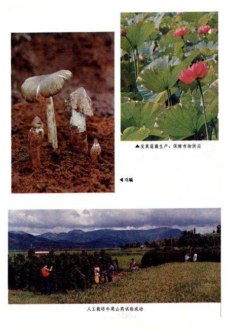 《富民县商业志》.pdf_云南省志预览图5