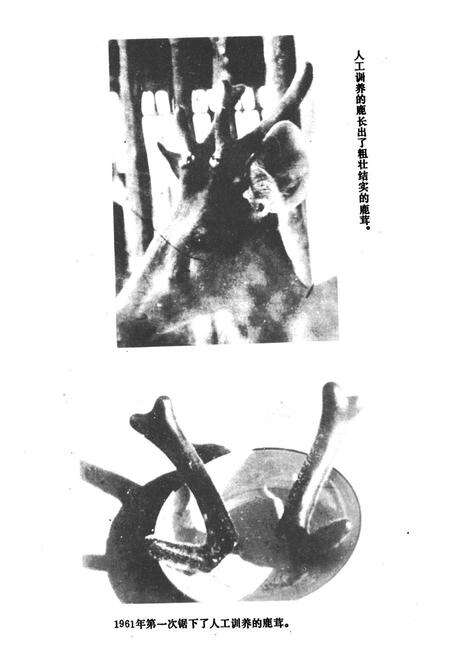 《保山地区医药志》.pdf_云南省志预览图5