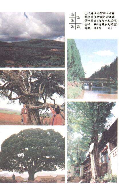 《《泸西县林业志》》.pdf_云南省志预览图4