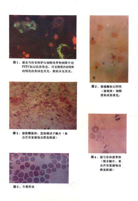 《《云南省德宏州畜禽疫病志》》.pdf_云南省志预览图2