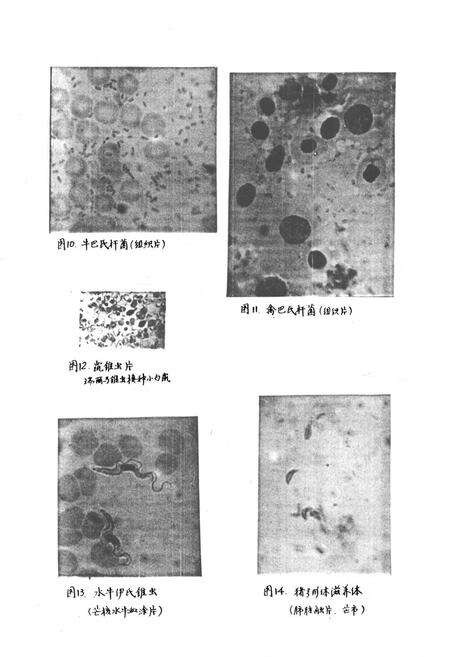 《《云南省德宏州畜禽疫病志》》.pdf_云南省志预览图4