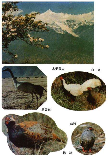《迪庆藏族自治州概况》.pdf_云南省志预览图5