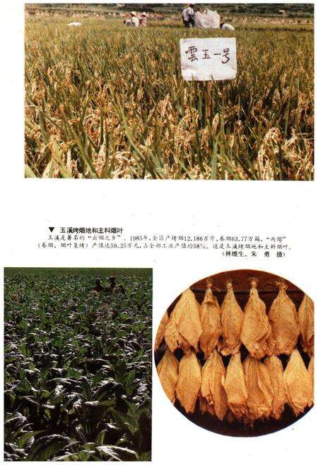 《云南地州市县概况–玉溪地区分册》.pdf_云南省志预览图5