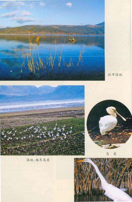 《丽江拉市风物志》.pdf_云南省志预览图5