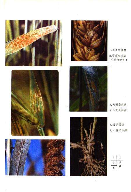 《山西经济植物真菌病害志》.pdf_山西省志预览图3