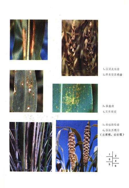 《山西经济植物真菌病害志》.pdf_山西省志预览图4