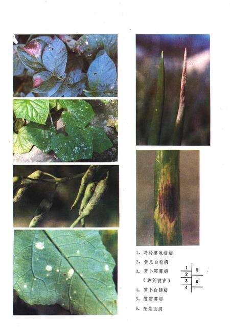 《山西经济植物真菌病害志》.pdf_山西省志预览图5