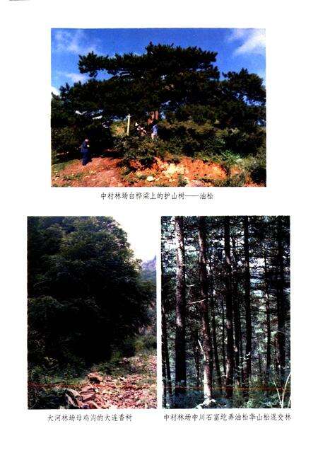 《山西中条山木材志》.pdf_山西省志预览图4
