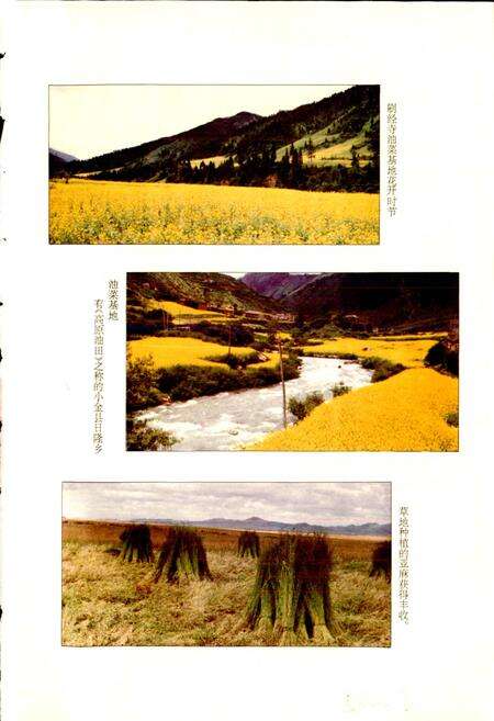 《阿坝州志（中册）》.pdf_四川省志预览图4