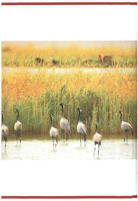 《鄂温克族自治旗志(1991~2005年)》.pdf电子版_内蒙古自治区志预览图4