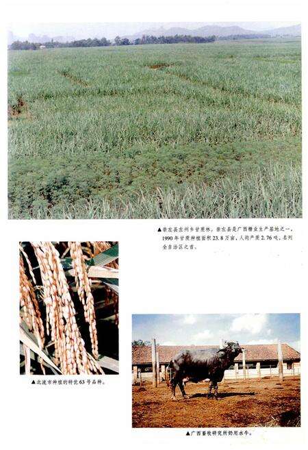 《广西通志 经济总志》.pdf电子版_广西壮族自治区志预览图5
