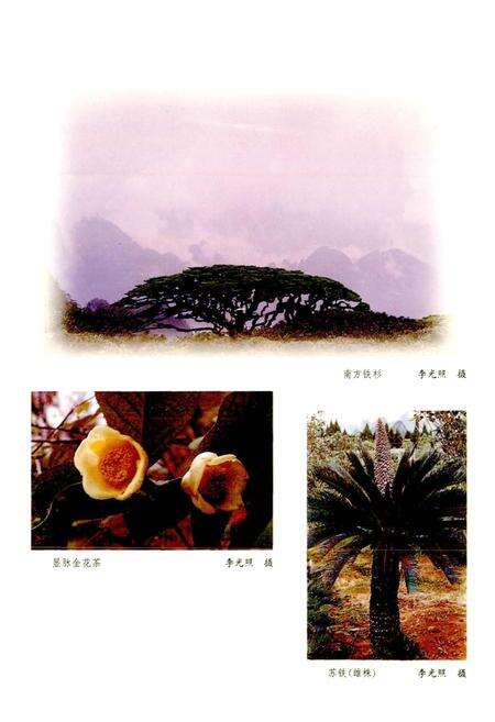 《广西通志 生物志》.pdf电子版_广西壮族自治区志预览图3