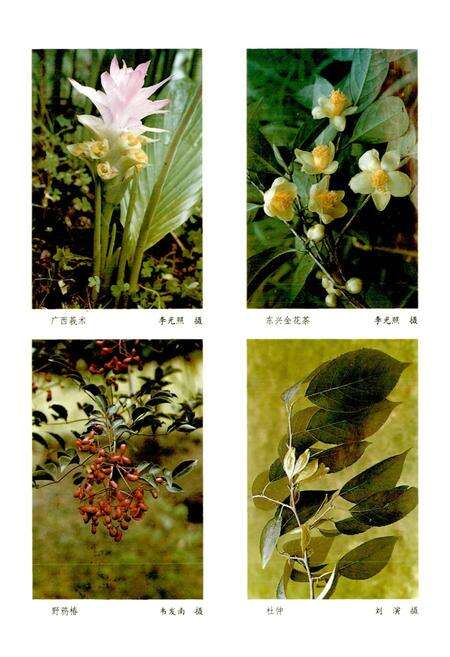 《广西通志 生物志》.pdf电子版_广西壮族自治区志预览图4