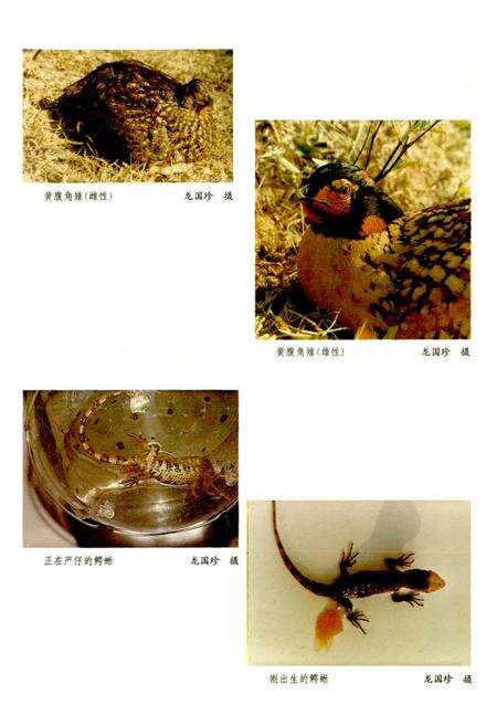 《广西通志 生物志》.pdf电子版_广西壮族自治区志预览图5