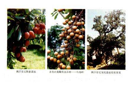 《仙游农业志》.pdf电子版_福建省志预览图5