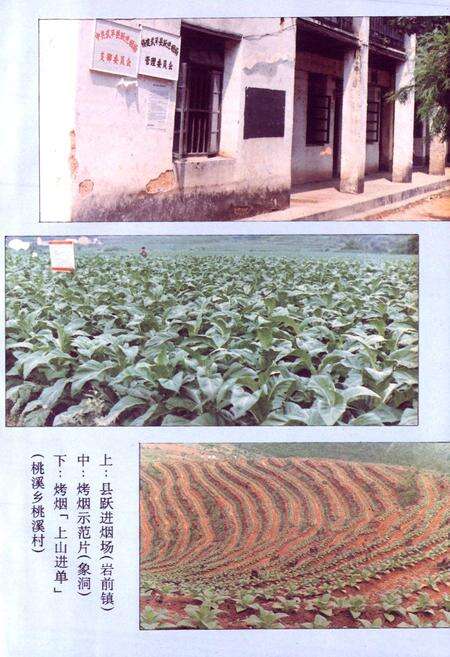 《福建省武平县烟草志》.pdf电子版_福建省志预览图4