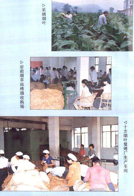 《福建省武平县烟草志》.pdf电子版_福建省志预览图5