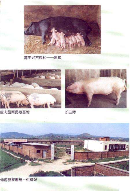 《莆田市畜牧志》.pdf电子版_福建省志预览图2