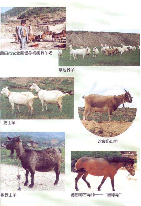 《莆田市畜牧志》.pdf电子版_福建省志预览图4