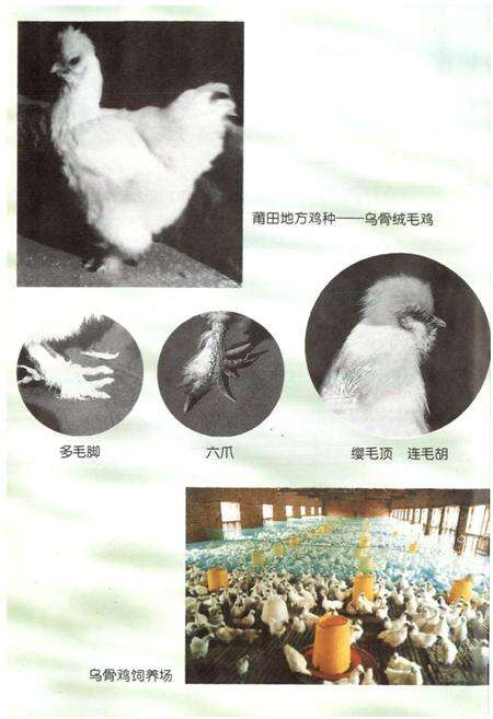 《莆田市畜牧志》.pdf电子版_福建省志预览图5