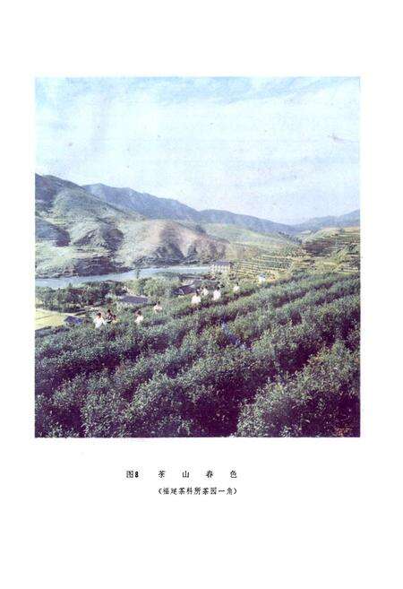 《茶树品种志》.pdf电子版_福建省志预览图2