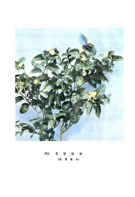 《茶树品种志》.pdf电子版_福建省志预览图3