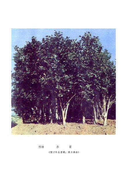 《茶树品种志》.pdf电子版_福建省志预览图4