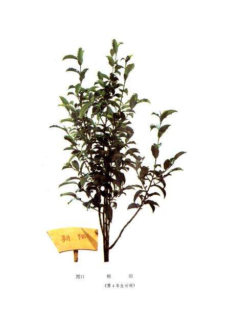 《茶树品种志》.pdf电子版_福建省志预览图5