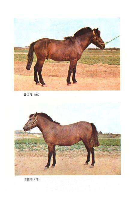 《《福建省家畜家禽品种志和图谱》》.pdf电子版_福建省志预览图5