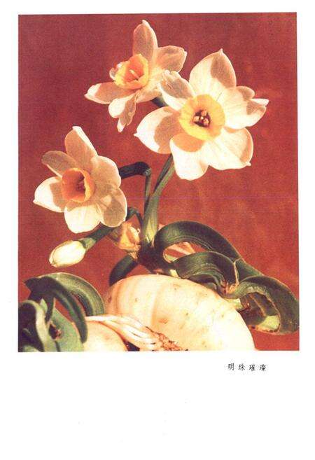 《水仙花志》.pdf电子版_福建省志预览图3