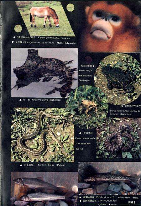 《甘肃脊椎动物志》.pdf电子版_甘肃省志预览图2