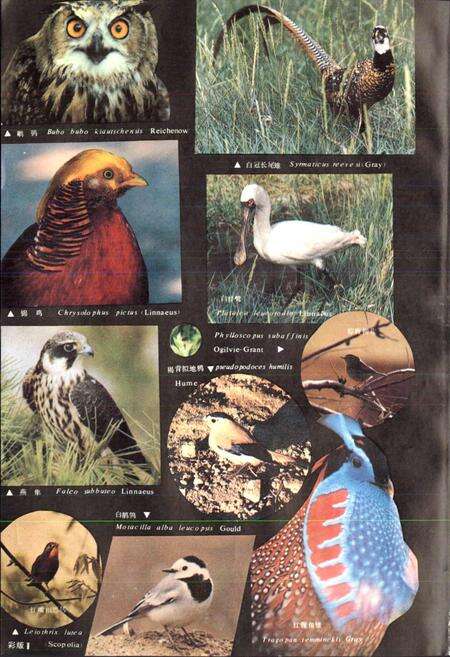 《甘肃脊椎动物志》.pdf电子版_甘肃省志预览图3