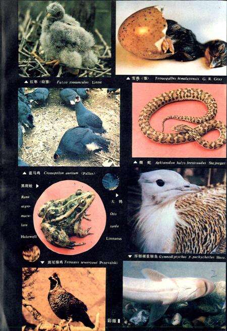 《甘肃脊椎动物志》.pdf电子版_甘肃省志预览图4