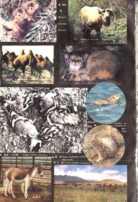 《甘肃脊椎动物志》.pdf电子版_甘肃省志预览图5