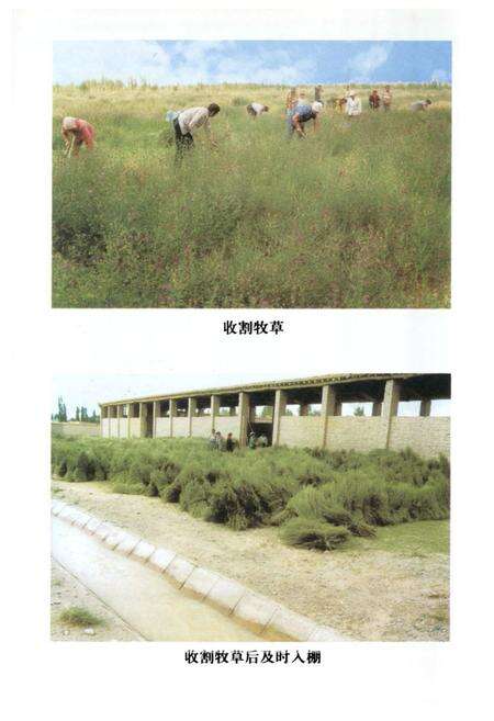 《肃北蒙古族自治县畜牧业志》.pdf电子版_甘肃省志预览图5