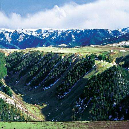 《生态甘肃 林业自然保护区》.pdf电子版_甘肃省志预览图3