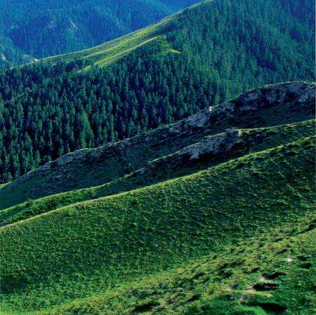 《生态甘肃 林业自然保护区》.pdf电子版_甘肃省志预览图5