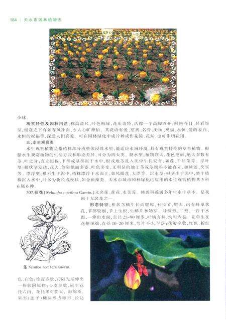 《天水市园林植物志》.pdf电子版_甘肃省志预览图5