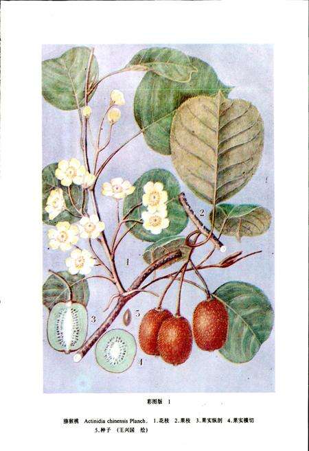 《贵州植物志 第三卷》.pdf电子版_贵州省志预览图4