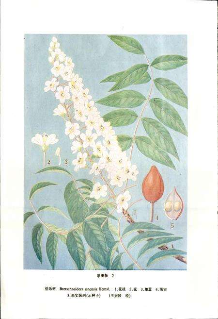 《贵州植物志 第三卷》.pdf电子版_贵州省志预览图5