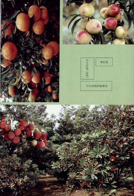 《兴义市志(1978-2006) 下册》.pdf电子版_贵州省志预览图4