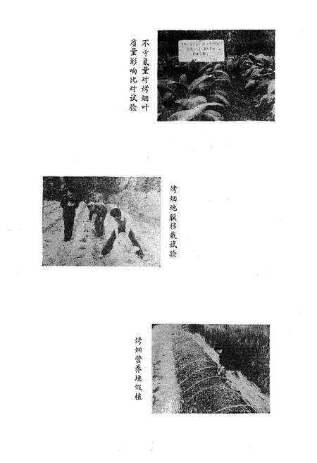 《思南县烟草志》.pdf电子版_贵州省志预览图5